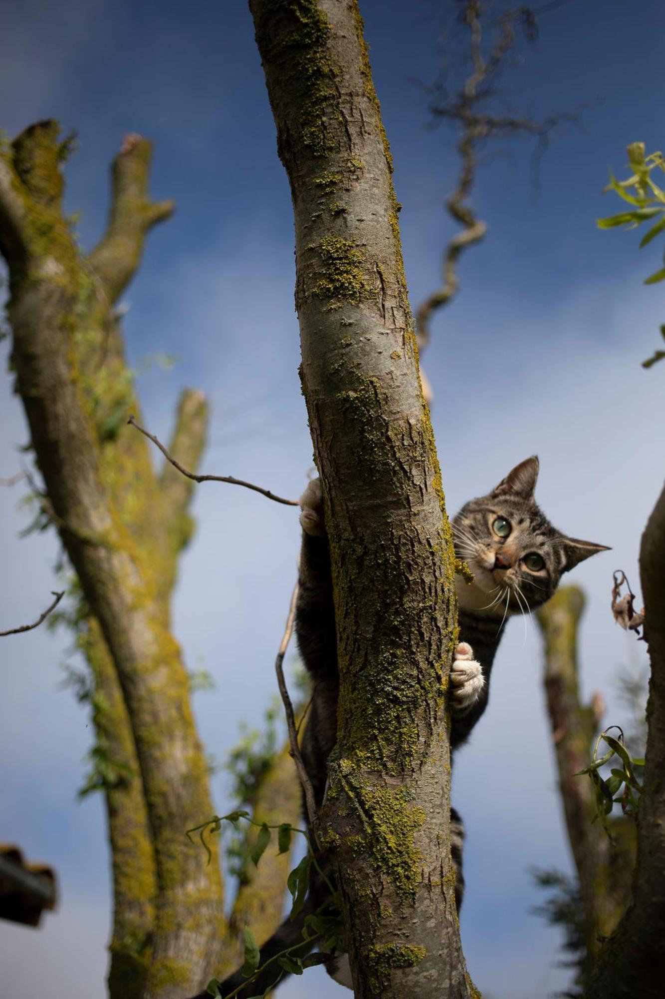 Le Chat Blanc Gite Versols-et-Lapeyre Exterior foto